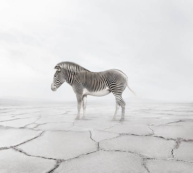 &copy; Alice Zilberberg. Zen Zebra, 2018. 40&rdquo; by 44&rdquo; (Edition of 10), 60&rdquo; by 65&rdquo; (Edition of 5).