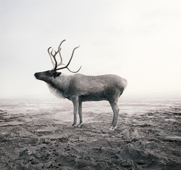 &copy; Alice Zilberberg. Calm Caribou, 2018. 40&rdquo; by 42&rdquo; (Edition of 10), 60&rdquo; by 62&rdquo; (Edition of 5).