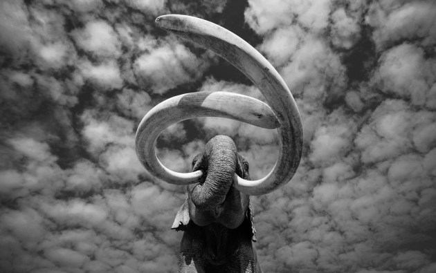 Animals category winner, George Dian Balan, When mammoths ruled the earth.
The climax of over 50 million years of elephant evolution, Dian Balan’s Animals category winning image of an Asian Super Tusker sports tusks of the relative size and shape of the southern mammoth, the ancestor of the woolly mammoth. “Very few people know that Asian elephants can grow such amazing ivory, as the African big tusked elephants are better known by the public,” explains Dian Balan. It is thought that just 40 big tusked bulls from each of the two species of African and Asian elephants are left today, out of which just a handful can be considered Super Tuskers, blessed with the largest and longest ivory tusks.