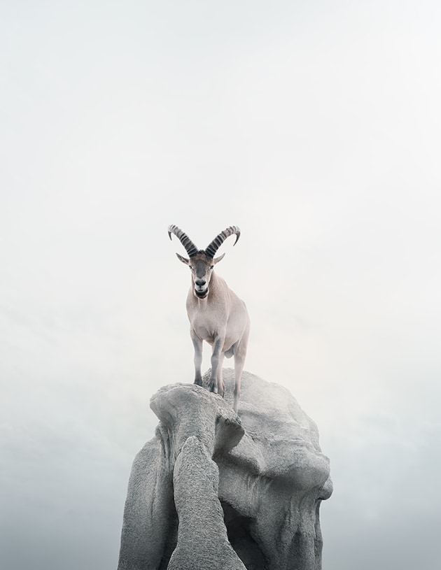 &copy; Alice Zilberberg. Intent Ibex, 2018. 40&rdquo; by 31&rdquo; (Edition of 10), 60&rdquo; by 45&rdquo; (Edition of 5).