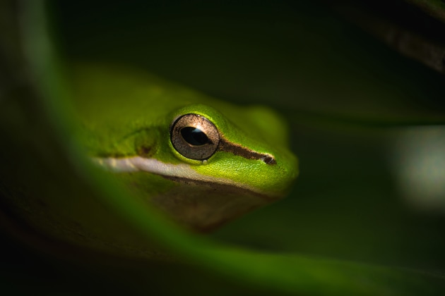 &copy; Blake Fitzgerald. Finalist, Macro.