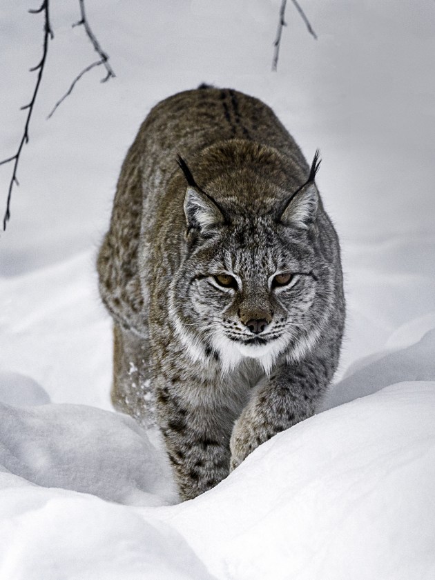 &copy; Robin Moon. Finalist, Nature.