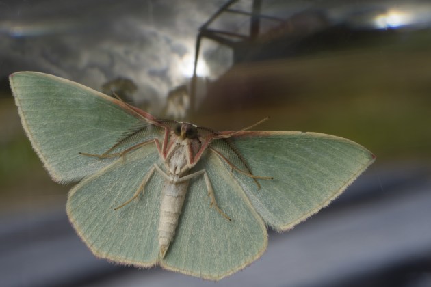 &copy; Samuel Rowley. Finalist, Macro.