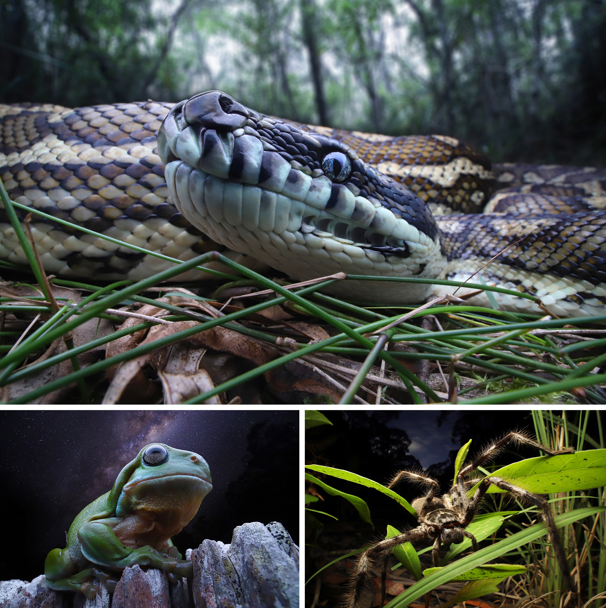 'The Welkin Eye' by Andrew Hutchings. Winner, Animal category, Australasia's Top Emerging Photographers 2023.