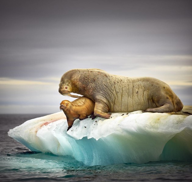 Australian Nature Photographer of the Year &ndash; Peter Eastway APP.L GM.Photog. II P.B. Hon. FNZIPP, FNZIPP, FAIPP, Hon. FAIPP