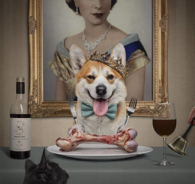 Australian Pet/Animal Photographer of the Year &ndash; Belinda Richards APP AAIPP