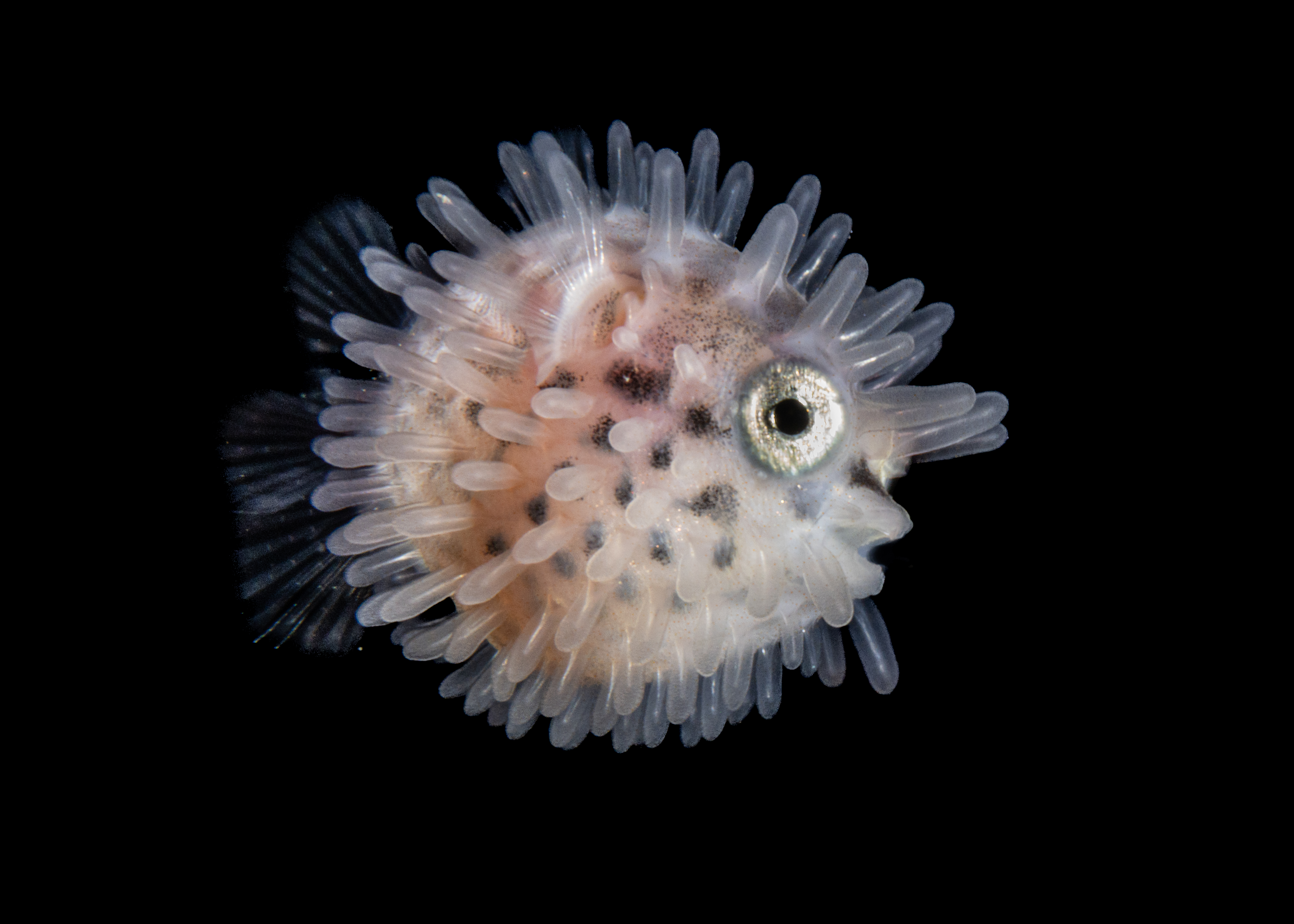 Jialing Cai, Philippines – Female fifty fathoms, winnerA larval pufferfish, roughly the size of a thumb nail. “Although adult pufferfish are typically found around coral reefs, they begin life as plankton, drifting in the open ocean before eventually settling to the seafloor,” says Cai. Image: Ocean Photographer of the Year.