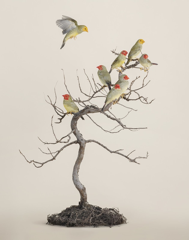 Image Leila Jeffreys