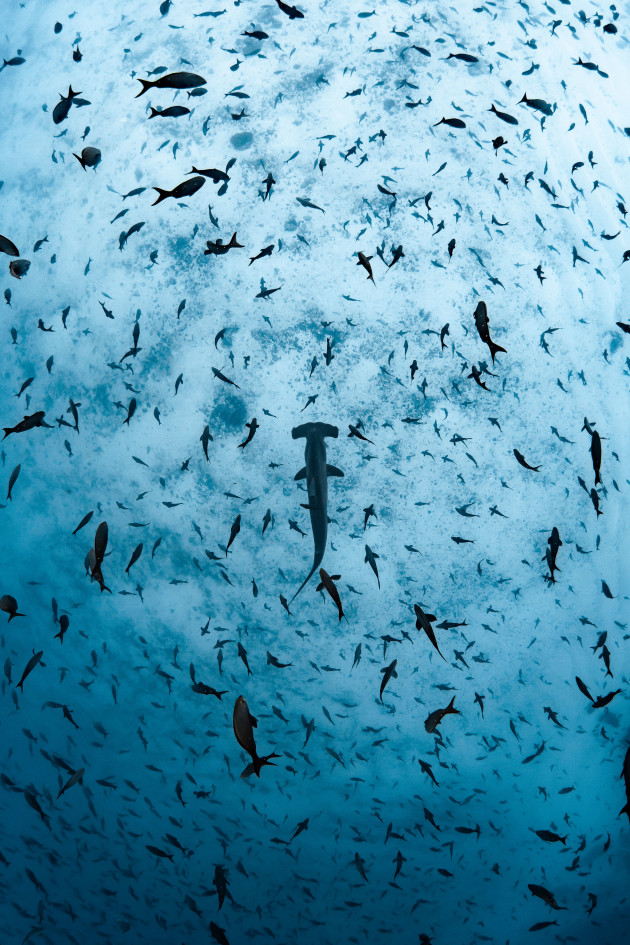 Brooke Pyke, Third, Portfolio category. A scalloped hammerhead near Darwin’s Arch. “This was one of my favourite safety stops ever,” explains Pyke. “Drifting over the white sand, I looked down to see several fish swarms. Underneath them passed several scalloped hammerheads”.