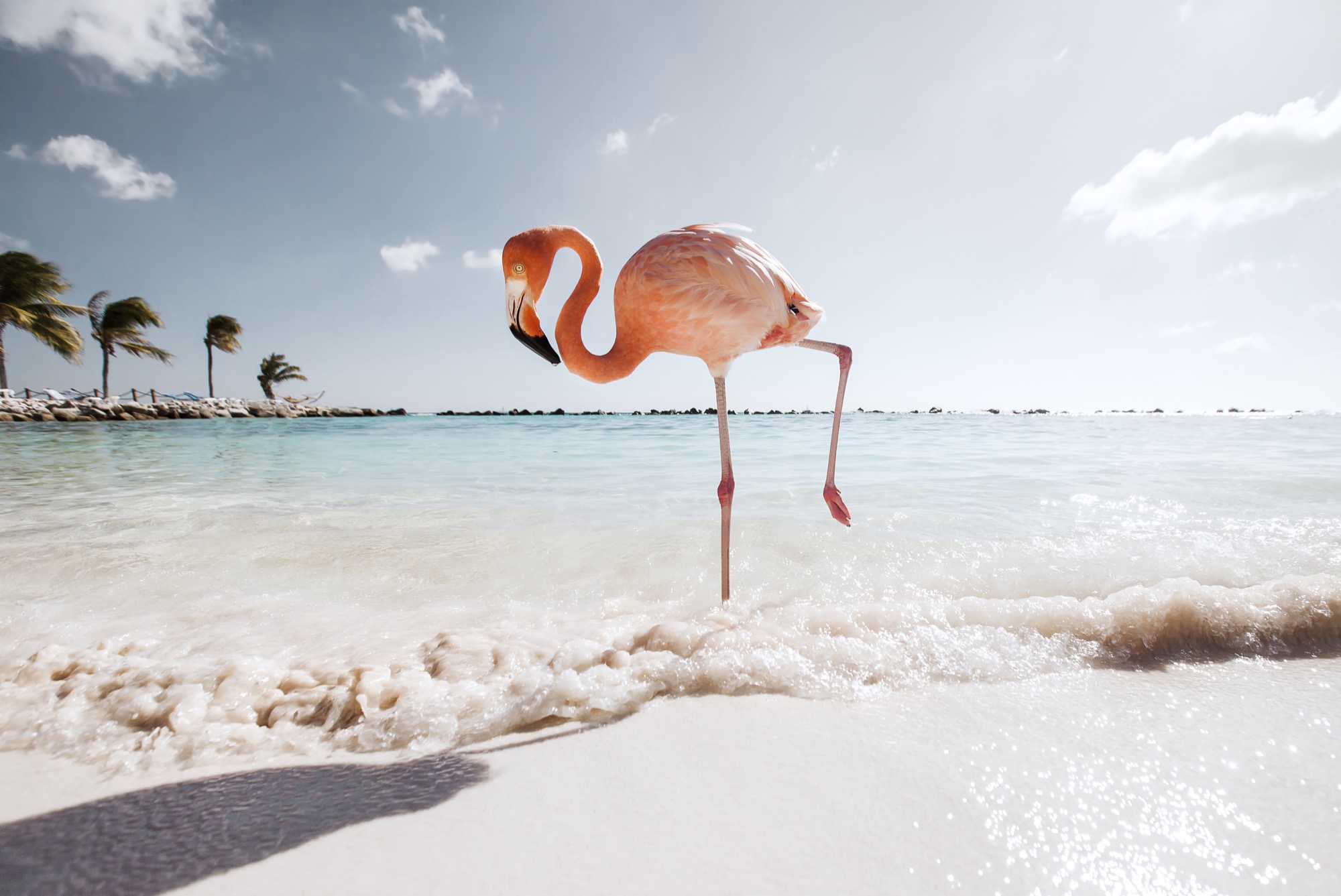 From the Flamingo Series. Image © Claire Droppert