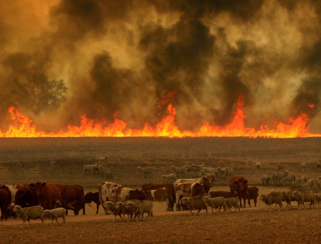 © Dean Sewell. Sheep and cattle manoeuvre around a dam as a raging grass fire tears across the land in catastrophic fire conditions as a result of the Sir Ivan Fire, 2017.