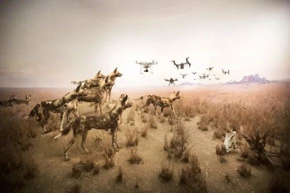 © Cade Martin. Hyena, from the series, Diorama.