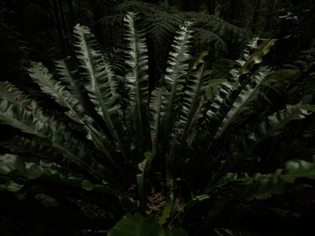 Fujifilm GFX100RF. 35mm. 1/125s @ f4, ISO 200