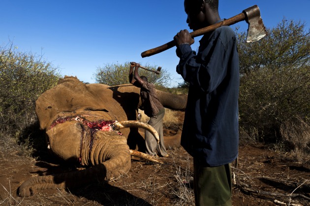 © Brent Stirton. Undercover Kenya Wildlife Services Rangers detusk a bull elephant killed by a spear in the Amboseli ecosystem in the shadow of Amboseli, Kenya, 29 May, 2011.
