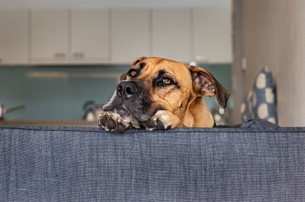 © Peter Sharp. Hank, the dog formally known as Prince.