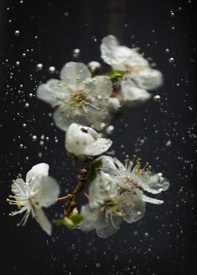 © Hilary Wardhaugh. Underwater springtime blossoms. Captured in the studio.