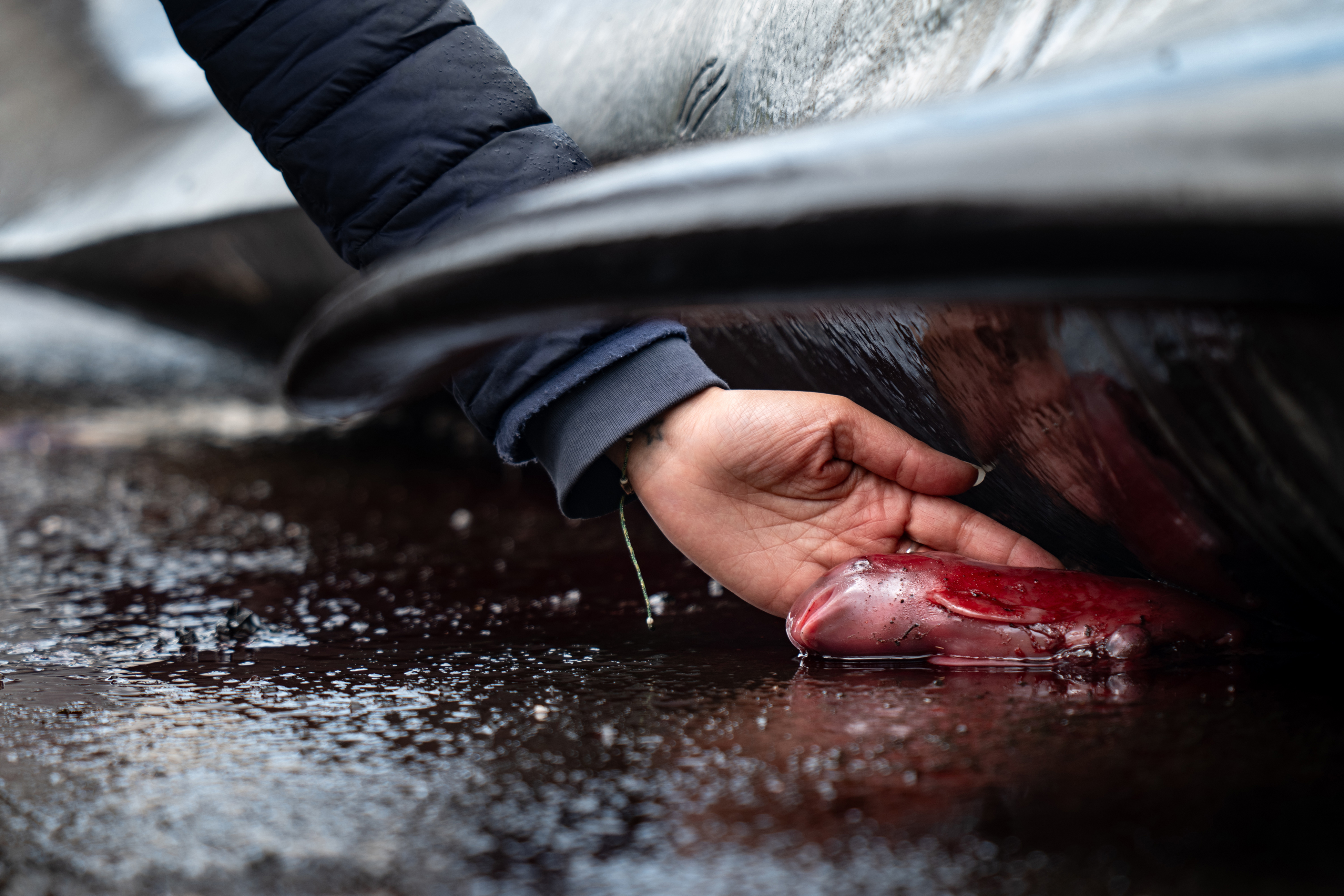 Hugo Bret, Faroe Islands – Conservation (impact), winnerA long-finned pilot whale foetus lies lifeless under its mother’s corpse. “Each year, more than 1,000 cetaceans are killed during grindadráp, the slaughter of entire whale groups, including juveniles and pregnant females,“ says Bret. Image: Underwater Photographer of the Year
