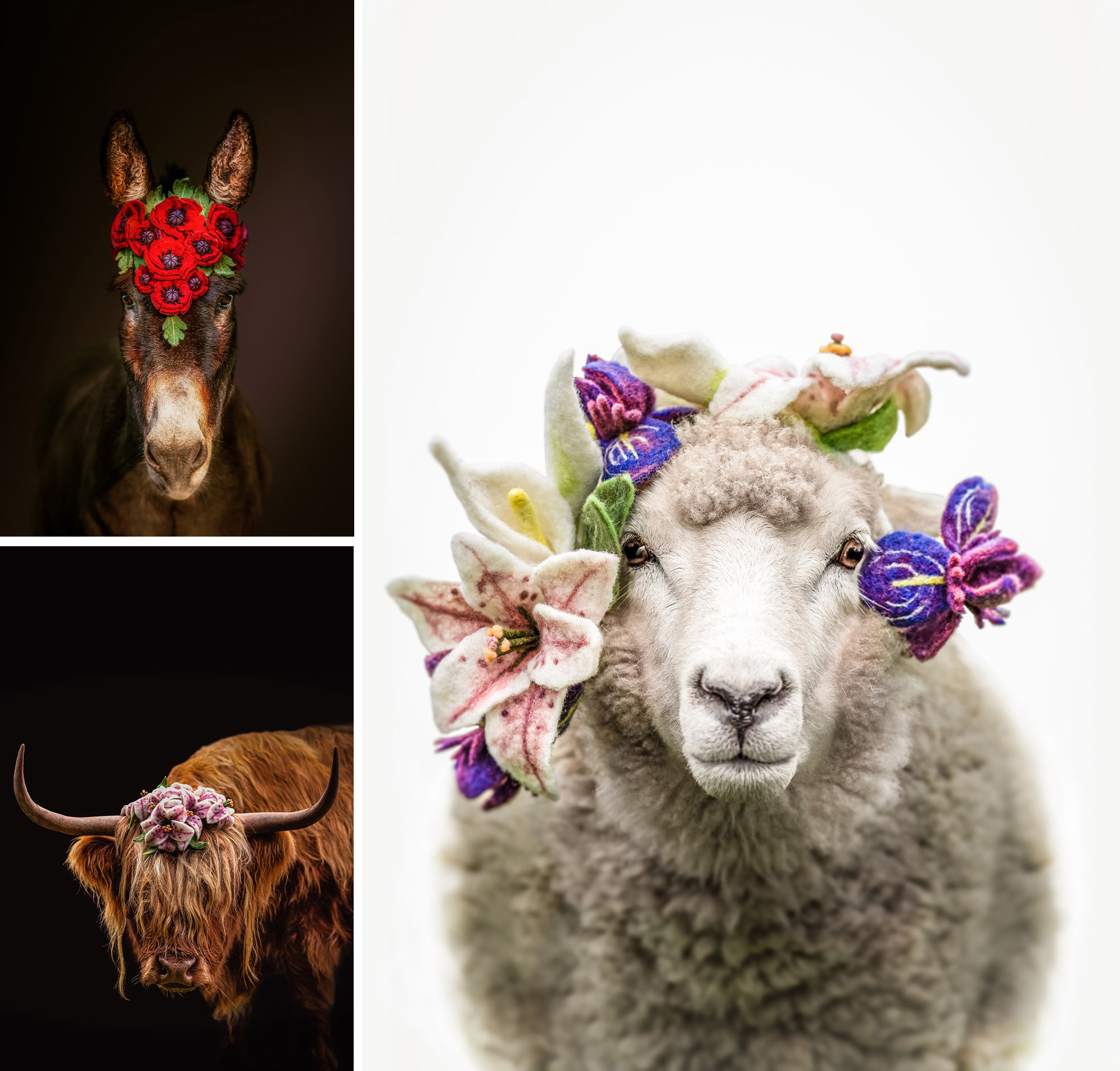 'One of a Kind' by Isabella Irsigler. Runner-Up, Animal category, Australasia's Top Emerging Photographers 2023.