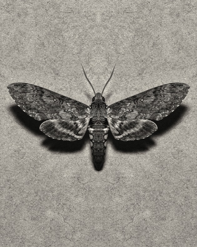 © Isamu Sawa. Part of a campaign to launch Morris Motley’s re-branded Extrait de Parfum, Vert Gothique. Creative Director: Rob Mason.