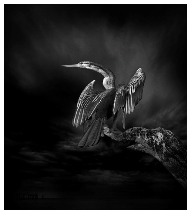 © Jacqui Dean. Darter bird.