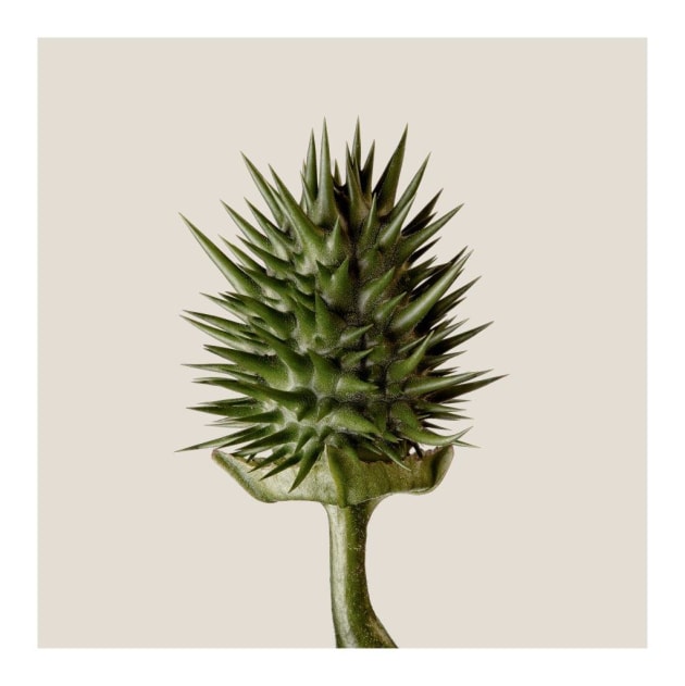 © Jacqui Dean. Datura seed pod.