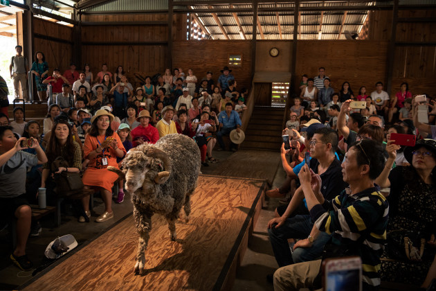 © Matt Abbott. Tourists watch as Bruce the Ram approaches the stage during the Sheep Shearing and Ram Parade at Paradise Country – an Australian farm experience theme park – Queensland. January, 2019. Shot for The New York Times.