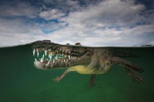 alt text for this image