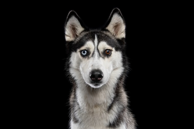 © Peter Sharp. Opal. The dog-meets-human love story.