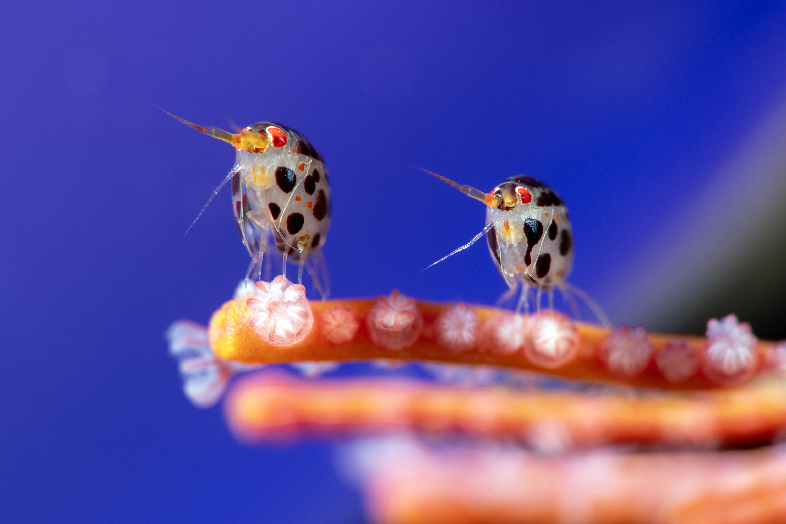 Yury Ivanov, Indonesia – Overall winner. Two amphipods from the Cyproideidae family, each around 3mm in body length, rest on a coral. Commonly called “ladybugs of the sea”, these tiny creatures display striking colouration and symmetry. Image: Underwater Photographer of the Year