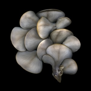 Resilience, and learning to bend with the wind