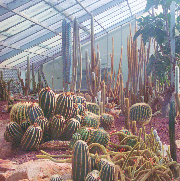Plant Museum.
Plant Museum explores the colonial past of Australia’s botanical gardens. Botanical gardens are public green spaces that promote human connection to nature and allow visitors the escapist and immersive experience of coexisting alongside diverse plant life collected from all corners of the globe. Although wondrous, the garden’s colonial past is evident in the inclusion and maintenance of exotic plant life, such as these cacti (not native to Australia), that are exhibited to the public, not dissimilar to a museum’s cabinet of curiosities. 
This image was exhibited at the Perth Centre for Photography for their annual Collective show.