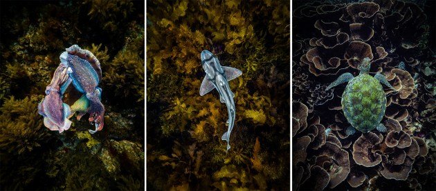 Ocean Gems by Rosie Richards. Animal Category, Australasia's Top Emerging Photographers 2025.