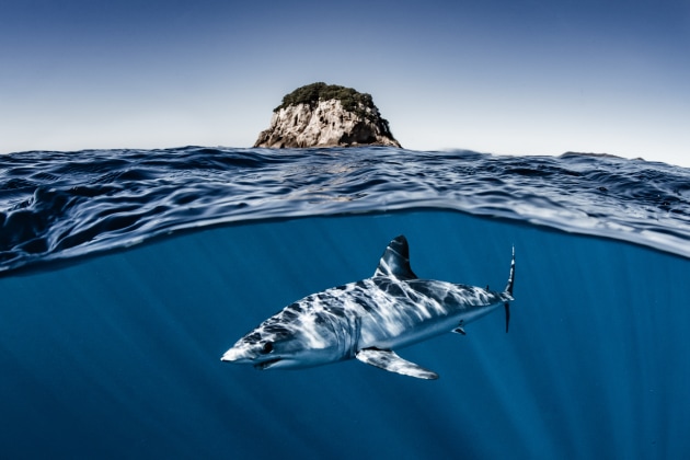 © Shawn Heinrichs. A freediver drops in and shares a profound moment with a shortfin mako shark. Auckland, New Zealand.