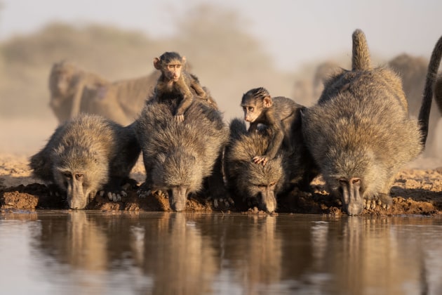 © Will Burrard-Lucas. Wildfile captured from Shompole Hide, Shompole Wilderness Camp, Kenya.