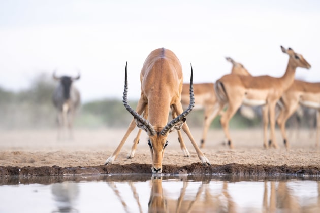 © Will Burrard-Lucas. Wildfile captured from Shompole Hide, Shompole Wilderness Camp, Kenya.
