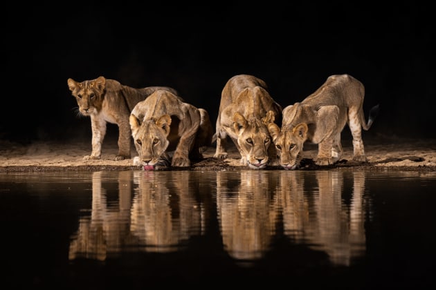 © Will Burrard-Lucas. Wildfile captured from Shompole Hide, Shompole Wilderness Camp, Kenya.