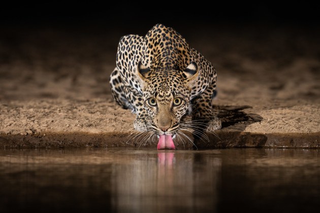 © Will Burrard-Lucas. Wildfile captured from Shompole Hide, Shompole Wilderness Camp, Kenya.