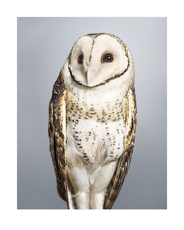 Tani No 2 Masked Owl. Image Leila Jeffreys