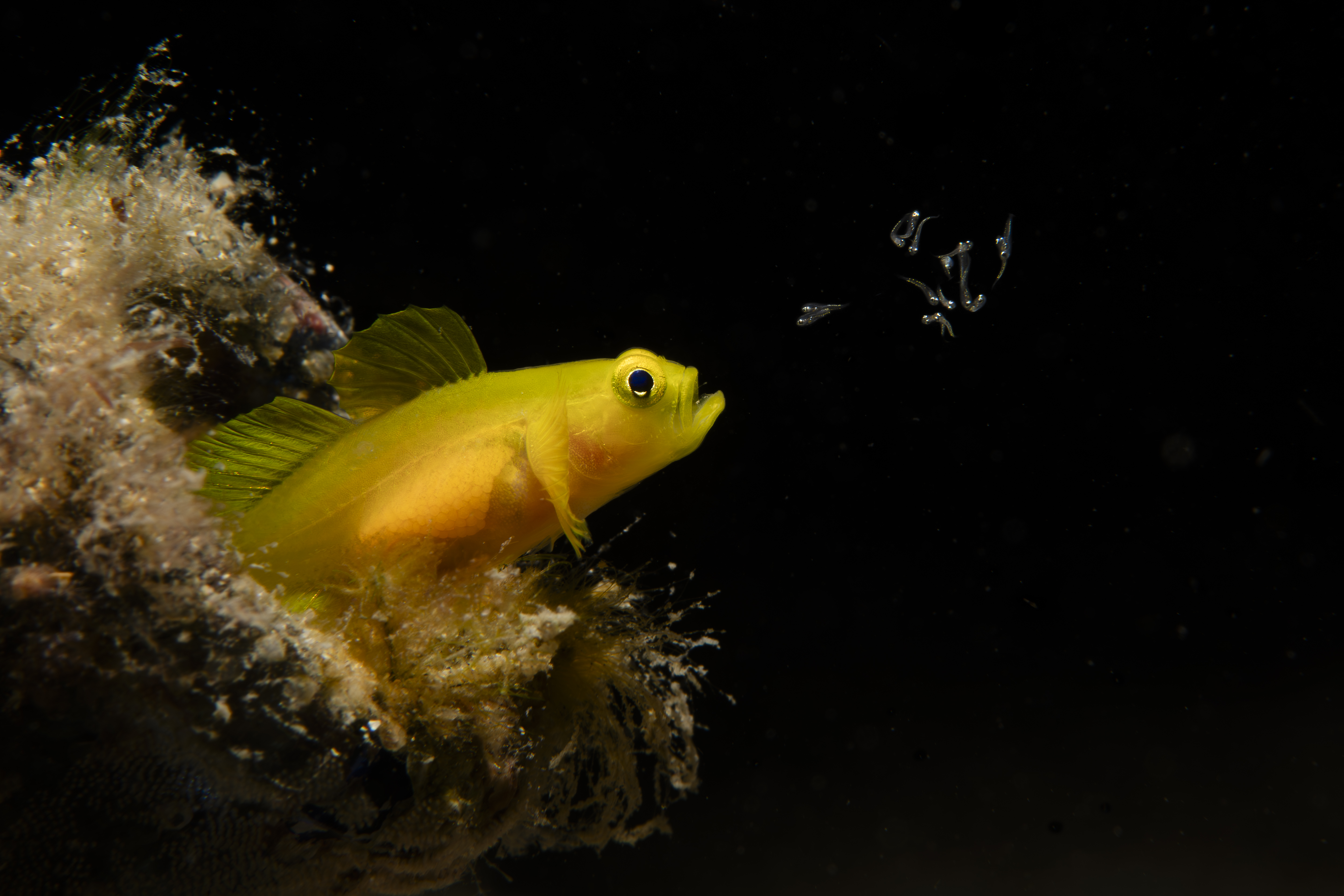 Takumi Oyama, Japan – Wildlife photographer, winner“This photo shows the larval dispersal behaviour observed during the hatching of the yellow pigmy goby,” says Oyama. Image: Underwater Photographer of the Year