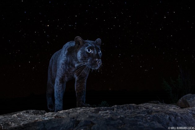 © Will Burrard-Lucas. African black leopard. Photographed at Laikipia Wilderness Camp, Kenya, 2019.
