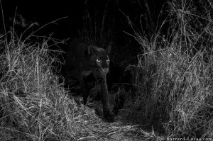 Wildlife photographer supports conservation with print sales of rare black panther