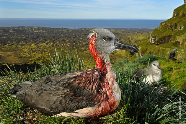 Attack of the Zombie Mouse. &copy; Thomas P. Peschak. 
ENVIRONMENT - SECOND PRIZE, SINGLES
A juvenile gray-headed albatross on Marion Island, South African Antarctic Territory, is left injured after an attack by mice from an invasive species that has begun to feed on living albatross chicks and juveniles.
Mice were introduced to the island by sealers in the 1800s and co-existed with the birds for almost 200 years. In 1991, South Africa eradicated feral cats from Marion Island, but a subsequent plan to do the same to the mouse population failed to materialize. An expanding population and declining food sources led the abnormally large mice to attack albatrosses and burrowing petrels. An environmental officer has now been appointed to monitor the mouse population and conduct large-scale poison bait trials.