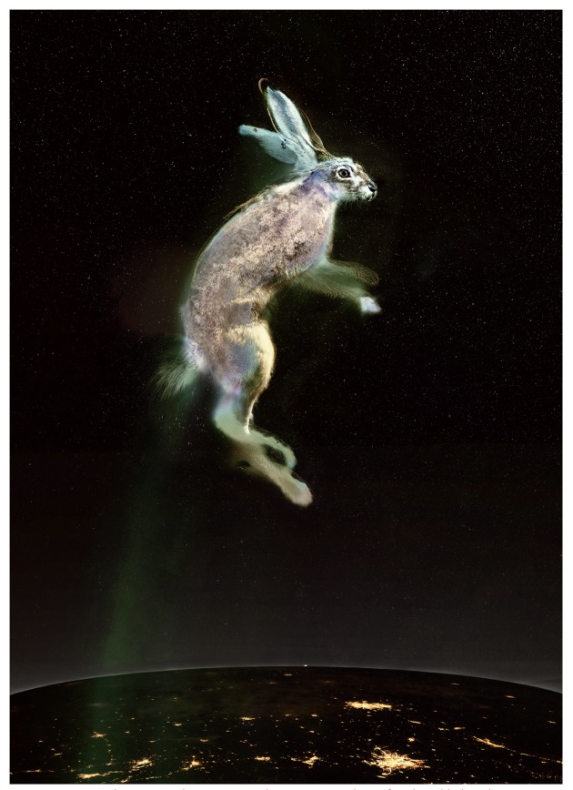 &lsquo;Vincent rises in the stratosphere, over night-cities, on a line of zodiacal light &ndash; last astronaut of the Rex Hares.
Lumachrome glass print, cliche-verre, chemigram and drawing. Road-killed Rex Hare, gold chloride, sand, crayon, diluted vegemite and felt on fibre paper. Exposed twice over 38 hours in a geodesic dome, with electric current. Image &copy; Judith Nangala Crispin